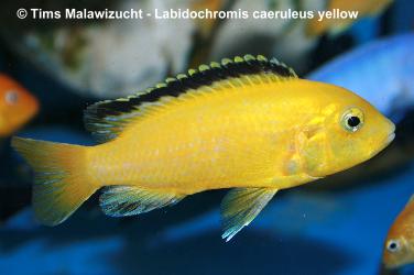 Labidochromis caeruleus yellow