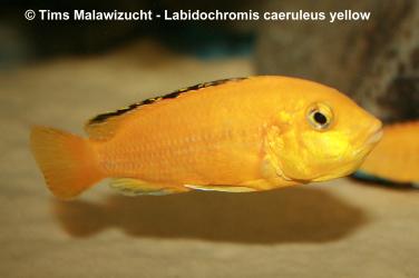 Labidochromis caeruleus yellow