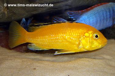 Labidochromis yellow