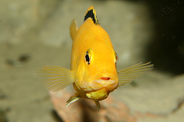 Labidochromis yellow