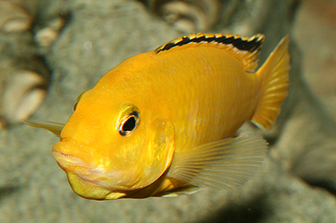 Labidochromis caeruleus yellow