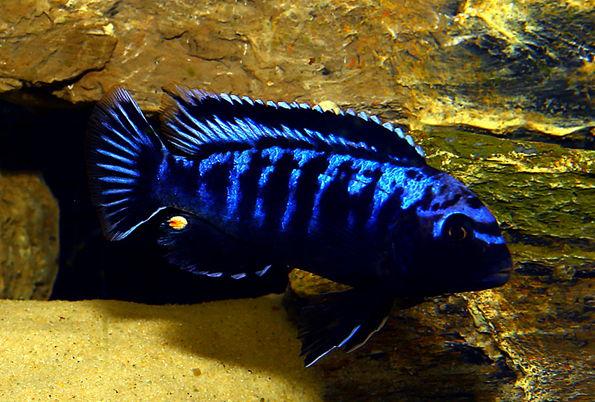 Pseudotropheus coral megalania