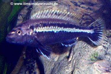 Melanochromis auratus