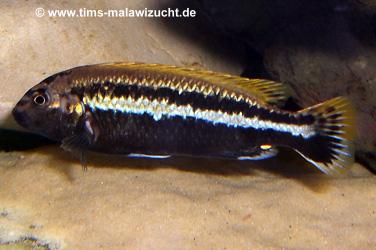 Melanochromis auratus