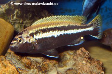 Melanochromis auratus