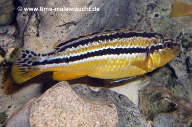 Melanochromis auratus Weibchen