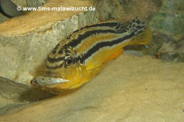 Melanochromis auratus