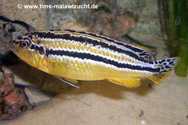 Melanochromis auratus