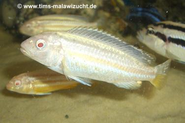 Melanochromis auratus albino