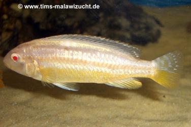 Melanochromis auratus albino