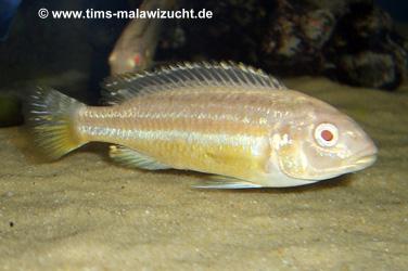 Melanochromis auratus albino