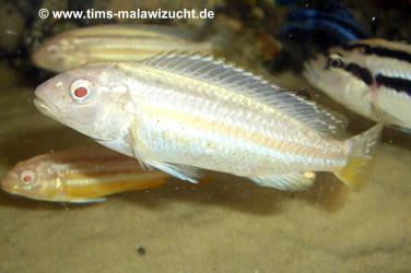 Melanochromis auratus albino