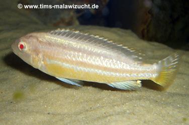 bMelanochromis auratus albino