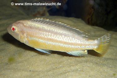 Melanochromis auratus albino