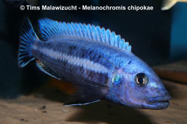 Melanochromis chipokae Chidunga Rocks