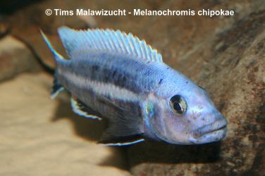 Melanochromis chipokae Chidunga Rocks