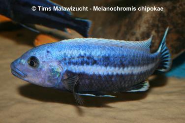 Melanochromis chipokae Chidunga Rocks