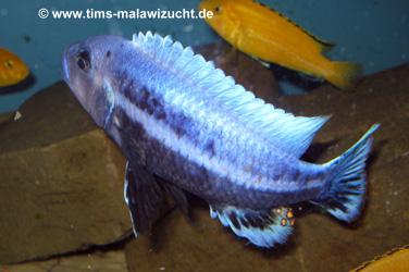 Melanochromis chipokae