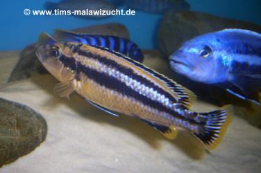 Melanochromis chipokae "Chidunga Rocks" Weibchen