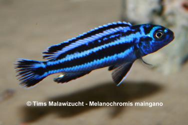 Melanochromis maingano