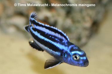 Melanochromis maingano