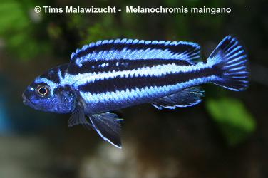 Melanochromis maingano