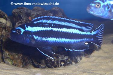 Melanochromis maingano