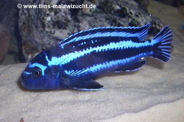 Melanochromis maingano