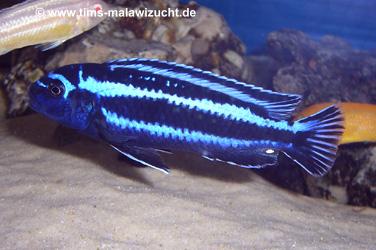 Melanochromis maingano