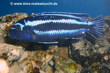 Melanochromis maingano