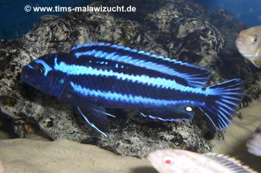 Melanochromis maingano