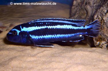 Melanochromis maingano Männchen