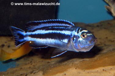 Melanochromis maingao