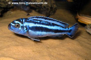 Melanochromis maingano