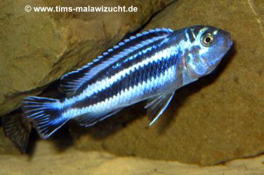 Melanochromis maingano