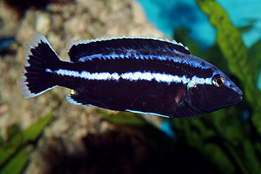 Melanochromis parallelus