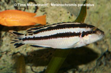 Melanochromis parallelus