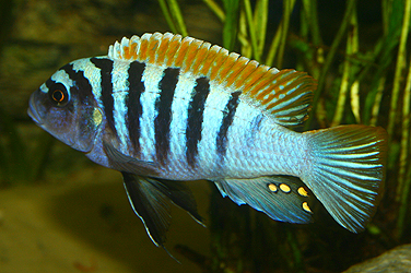 Pseudotropheus zebra pyrsonotus "Eccles Reef"