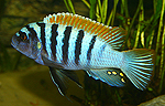 Pseudotropheus pyrsonotus "Eccles Reef"