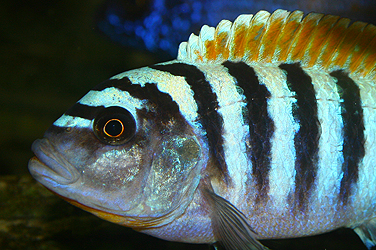 Pseudotropheus zebra pyrsonotus "Eccles Reef"