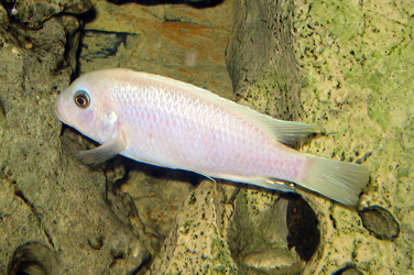 Pseudotropheus callainos white pearl