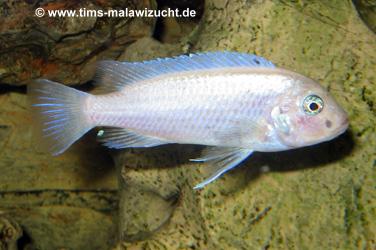 Pseudotropheus callainos white pearl Weibchen