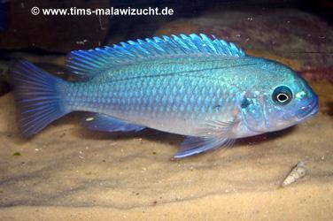 Pseudotropheus callainos bright blue