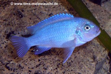 Pseudotropheus callainos bright blue