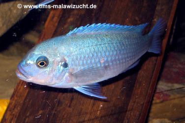 Pseudotropheus callainos bright blue