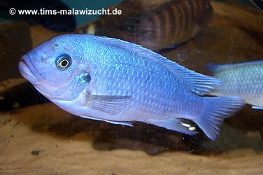 Pseudotropheus callainos bright blue