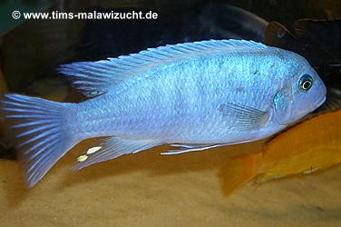 Pseudotropheus callainos bright blue