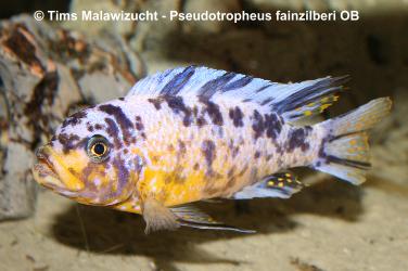 Pseudotropheus_fainzilberi_M_01.jpg