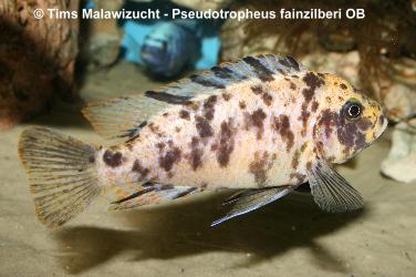 Pseudotropheus fainzilberi