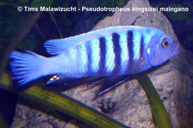 Pseudotropheus_kingsizei_M_01.jpg